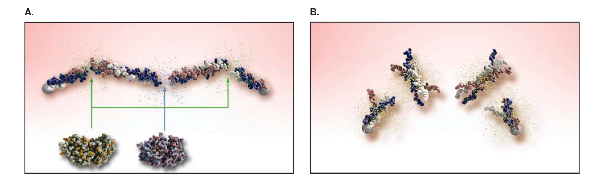 Figure 1: CCH Effects on Collagen’s Triple Helix Structure ((c) 2010, Informa Healthcare)