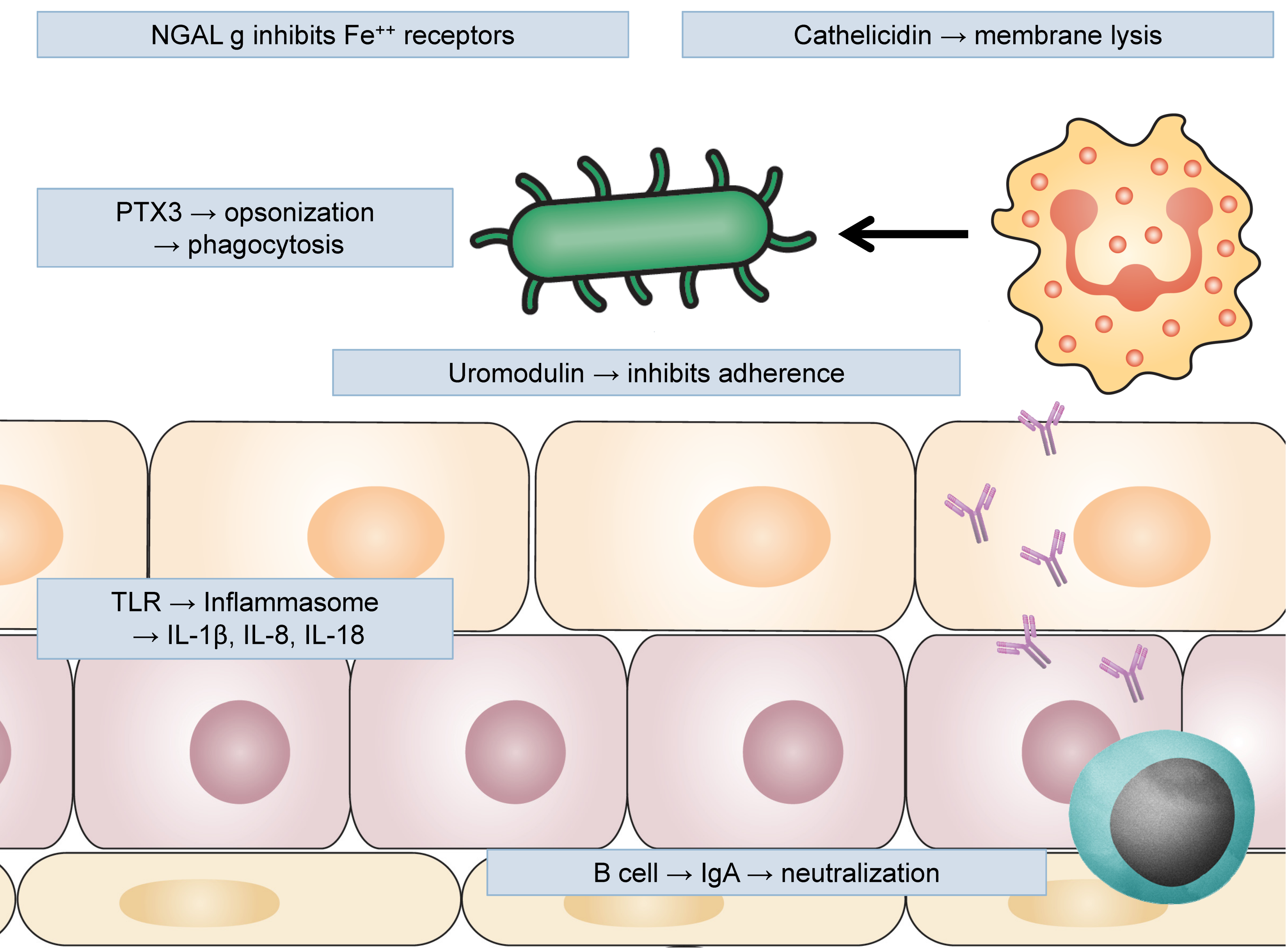 Figure 2: Uromodulin produced by urothelium inhibits adherence of UPEC; NGAL (neutrophil gelatinase-associated lipocalin) inhibits iron receptors blocking bacterial capacity to proliferate; cathelicidin and other antimicrobial peptides cause membrane lysis; pentraxin 3 (PTX3) opsonizes uropathogens and facilitates their phagocytosis by neutrophils and macrophages; epithelial cells activate inflammasome trough TLRs, producing pro-inflammatory cytokines; adaptive immune response also participates with B lymphocytes producing antigen-specific IgA neutralizing uropathogens.