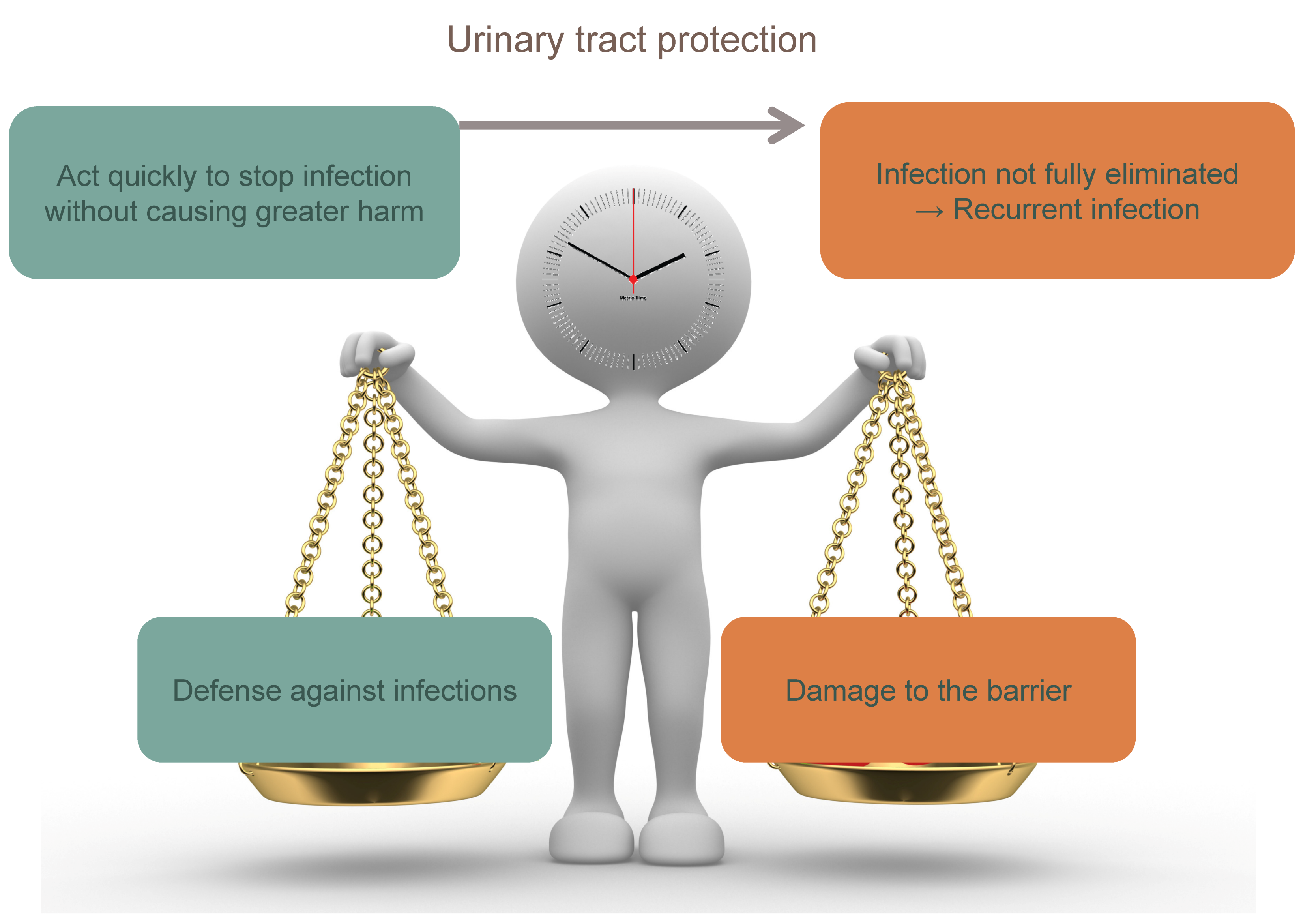 Figure 3: To obtain an adequate urinary tract protection, the immune system must act quickly to stop uropathogen invasion without causing greater harm. If this response is curtailed too soon in order to prevent more damage, infection could not be fully eliminated leading to recurrent infections.